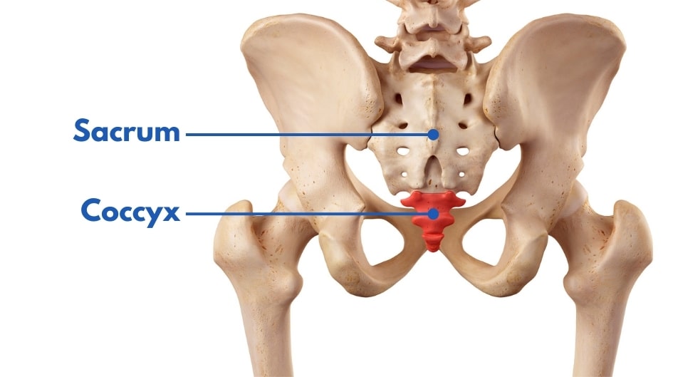 anatomie coccyx