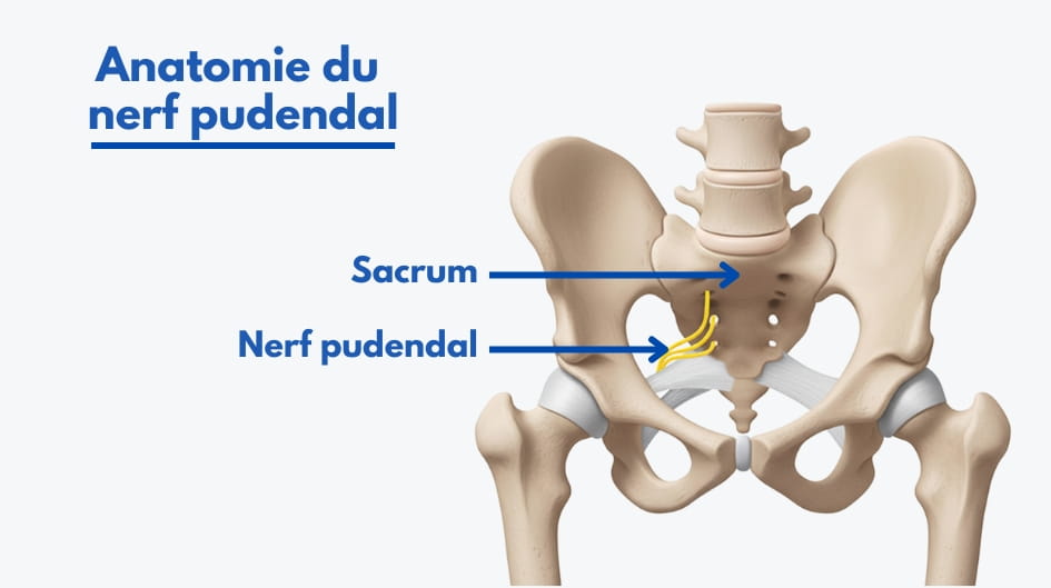 nerf pudendal