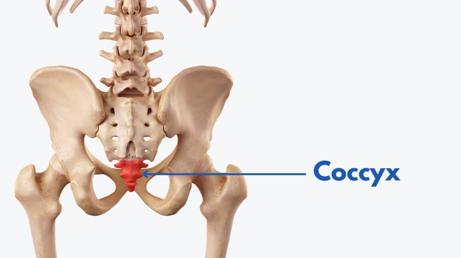 anatomie coccyx